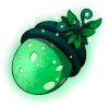 Rare Chumbi seed pod